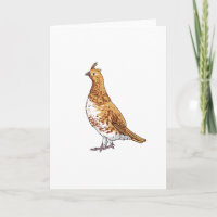 Ruffed Grouse State Bird of Pennsylvania