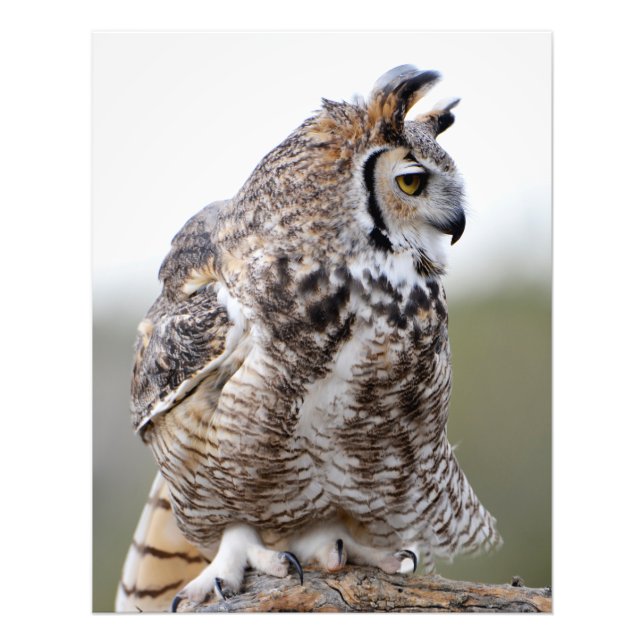 Ruffled Feather Great Horned Owl Photo Print (Front)