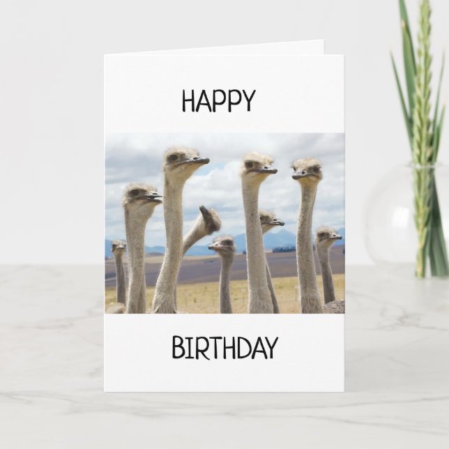 RUFFLED FEATHERED CHICKEN SAY HAPPY BIRTHDAY CARD (Front)