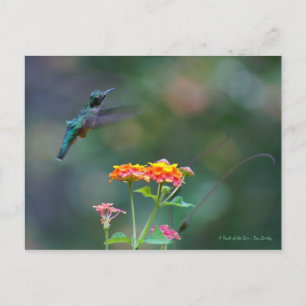 Ruffled Feathers ~ Hummingbird flying Postcard