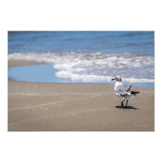 Ruffled Feathers Photo Print