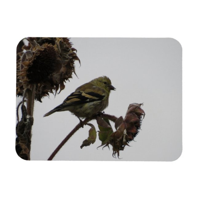 Ruffled Goldfinch on Sunflower Magnet (Horizontal)