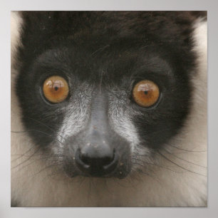 Ruffled Lemur Posters