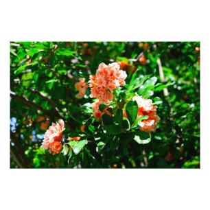 Ruffled Pomegranate Blossoms and Green Leaves Photo Print