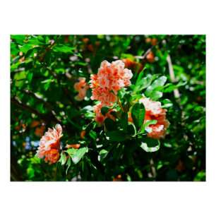 Ruffled Pomegranate Blossoms and Green Leaves Poster