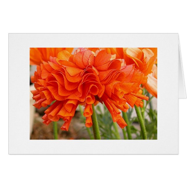 Ruffled ranunculus (Front Horizontal)