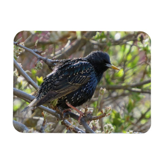 Ruffled Starling Magnet (Horizontal)