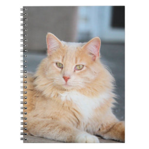 Ruffles Notebook