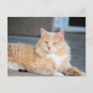 Ruffles Postcard