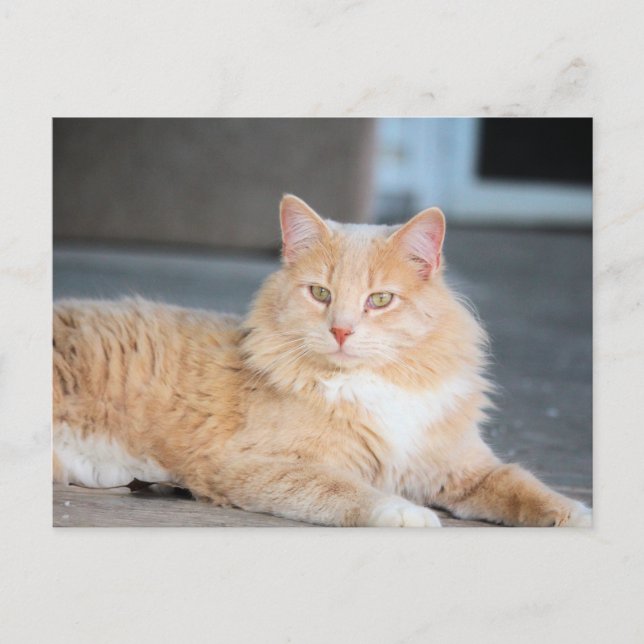 Ruffles Postcard (Front)