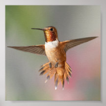 Rufous hummingbird Blank Note Card
