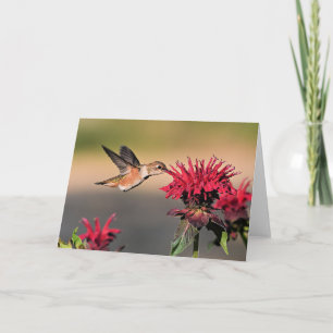 Rufous Hummingbird Card