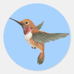 Rufous Hummingbird Classic Round Sticker