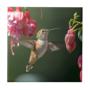 Rufous Hummingbird feeding on a Fuchsia Ceramic Tile
