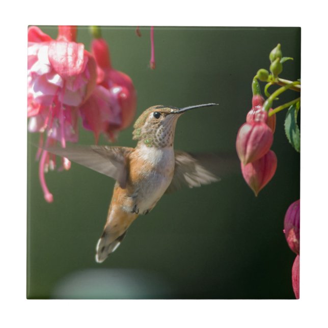 Rufous Hummingbird feeding on a Fuchsia Ceramic Tile (Front)