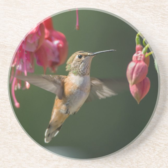 Rufous Hummingbird feeding on a Fuchsia Coaster (Front)