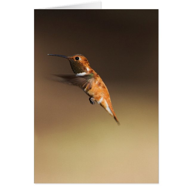 Rufous hummingbird in flight (Front)