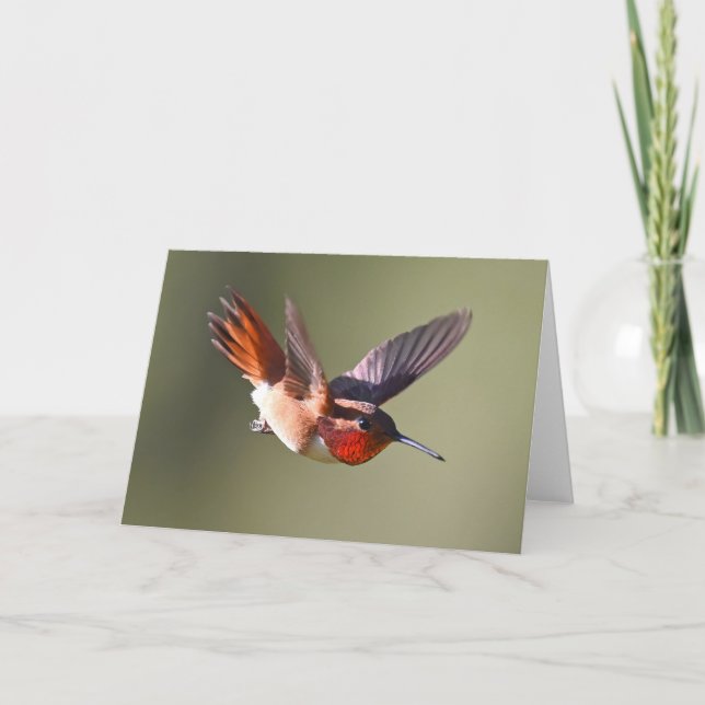 Rufous Hummingbird in Flight Card (Front)