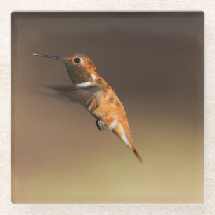 Rufous Hummingbird in flight Glass Coaster