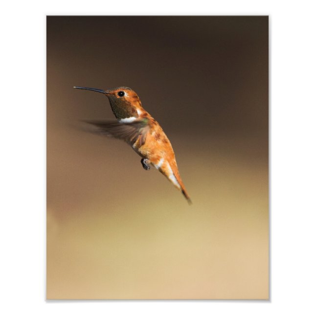Rufous Hummingbird in flight Photo Print (Front)