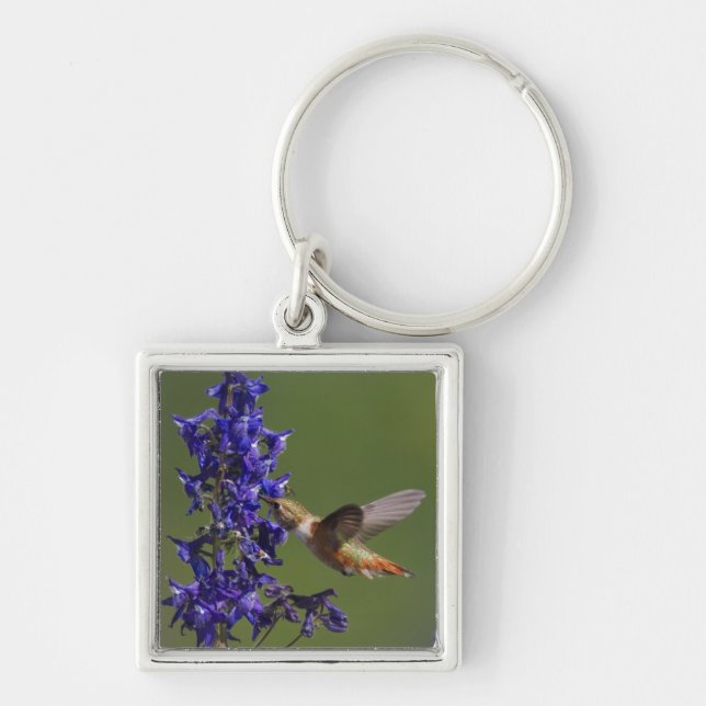 Rufous Hummingbird Key Ring (Front)