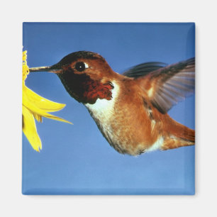 Rufous Hummingbird Magnet