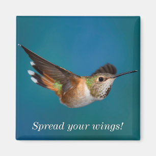 Rufous Hummingbird Magnet