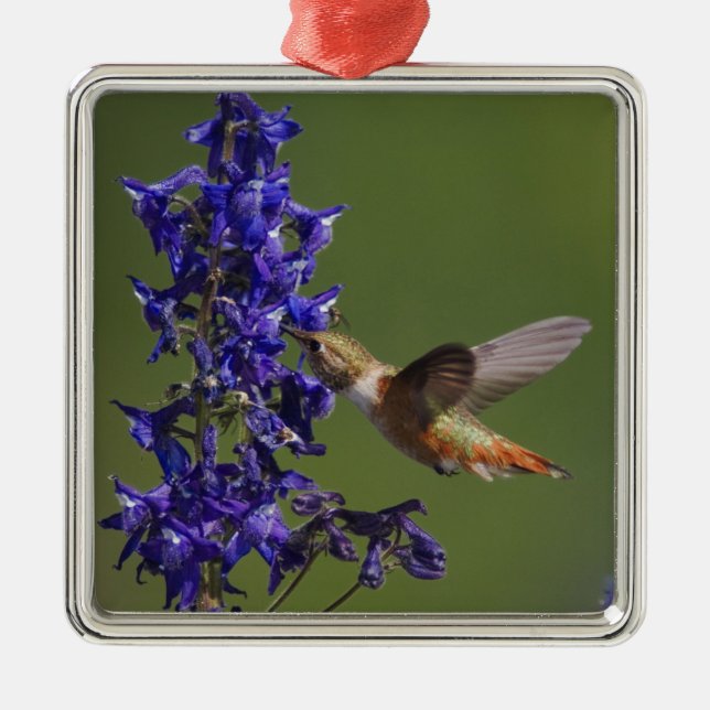 Rufous Hummingbird Metal Ornament (Front)