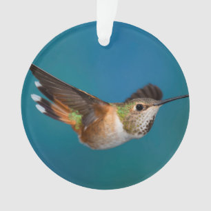 Rufous Hummingbird Ornament