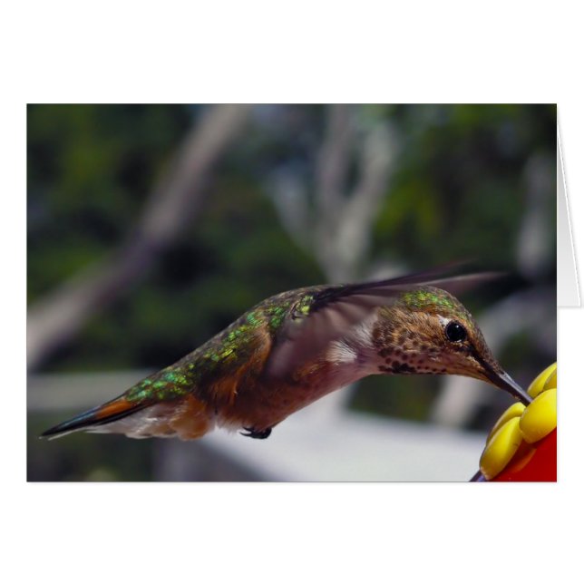 Rufous Hummingbird - Photo Cards (Front Horizontal)