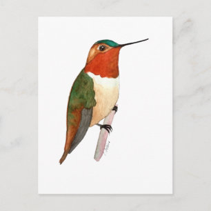 Rufous Hummingbird Postcard