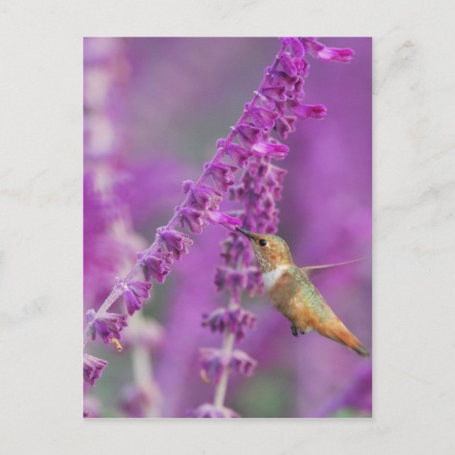 Rufous Hummingbird Postcard (Front)