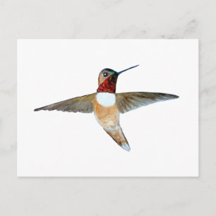 Rufous Hummingbird Postcard