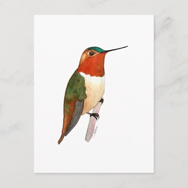 Rufous Hummingbird Postcard (Front)