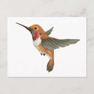 Rufous Hummingbird Postcard
