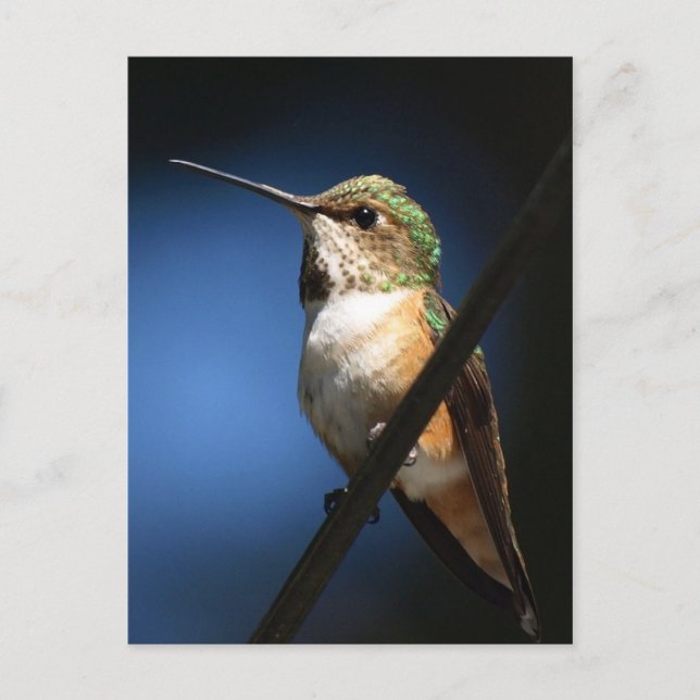 Rufous Hummingbird - Postcards (Front)