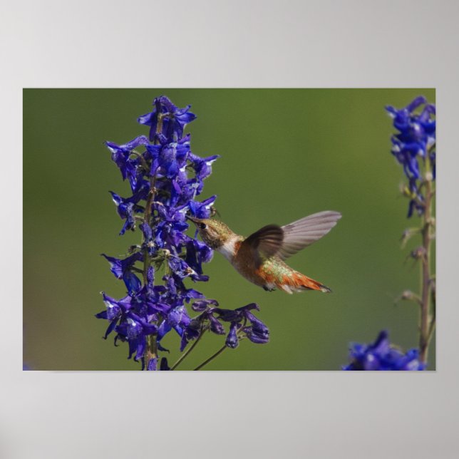 Rufous Hummingbird Poster (Front)