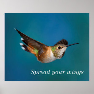 Rufous Hummingbird Poster