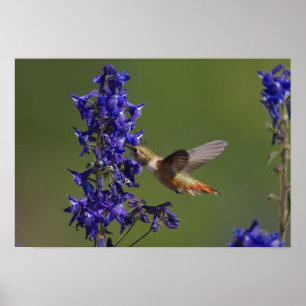 Rufous Hummingbird Poster