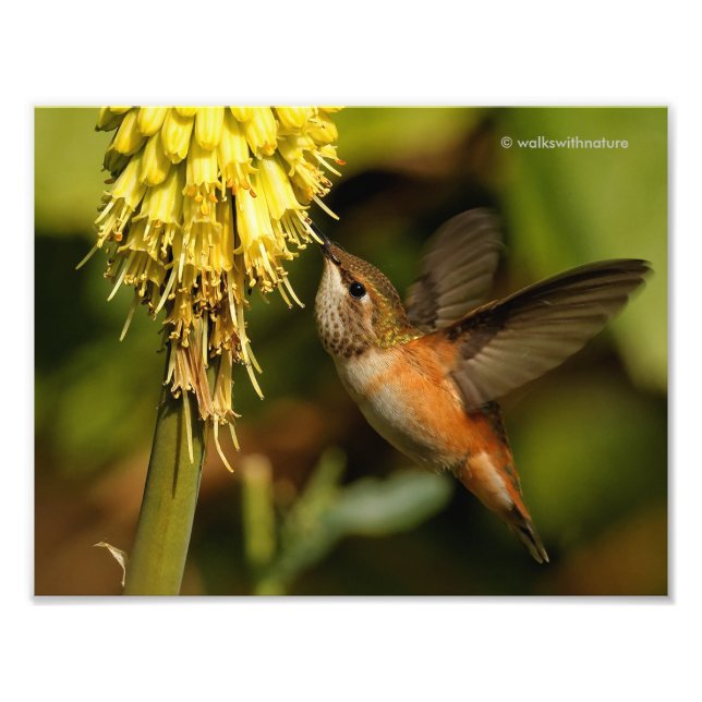 Rufous Hummingbird Sipping Kniphofia Nectar Photo Print (Front)
