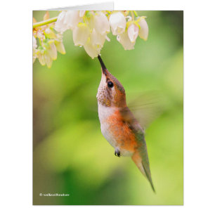 Rufous Hummingbird Sips Blueberry Blossom Nectar