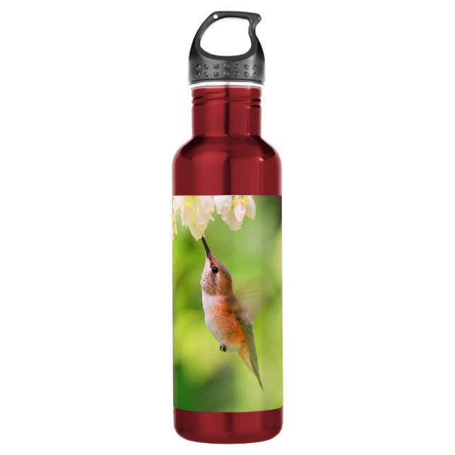 Rufous Hummingbird Sips Blueberry Blossom Nectar 710 Ml Water Bottle (Front)