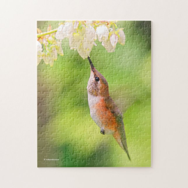 Rufous Hummingbird Sips Blueberry Blossom Nectar Jigsaw Puzzle (Vertical)