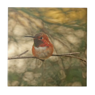 Rufous Hummingbird Sitting Ceramic Tile