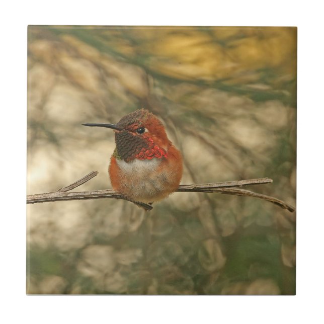 Rufous Hummingbird Sitting Ceramic Tile (Front)