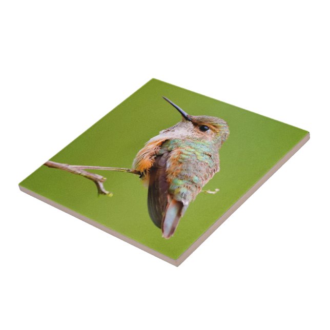 Rufous Hummingbird Sitting in the California Lilac Ceramic Tile (Side)