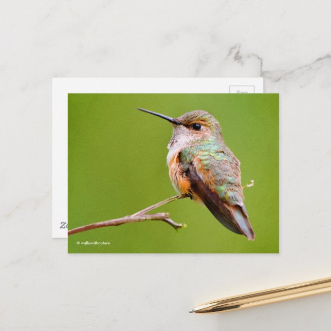 Rufous Hummingbird Sitting in the California Lilac Postcard (Front/Back In Situ)