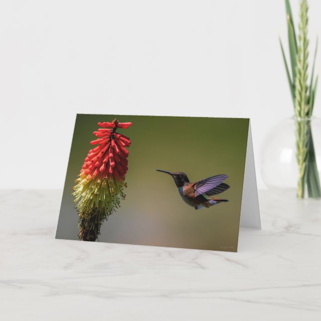 Rufous Hummingbird Thank You Card (Front)