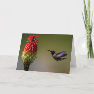 Rufous Hummingbird Thank You Card