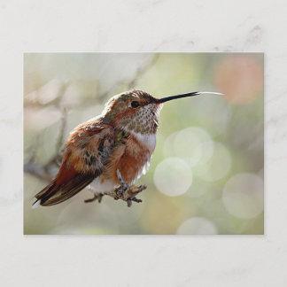 Rufous Hummingbird Tounge Postcard